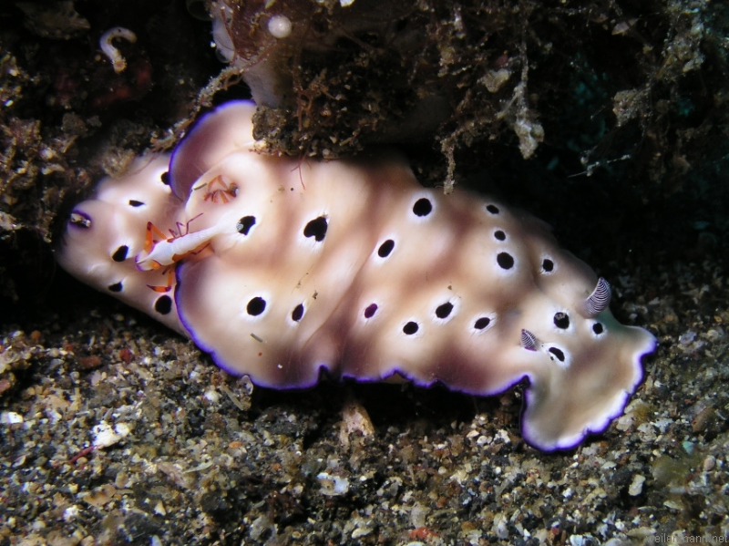 Nudi Branch